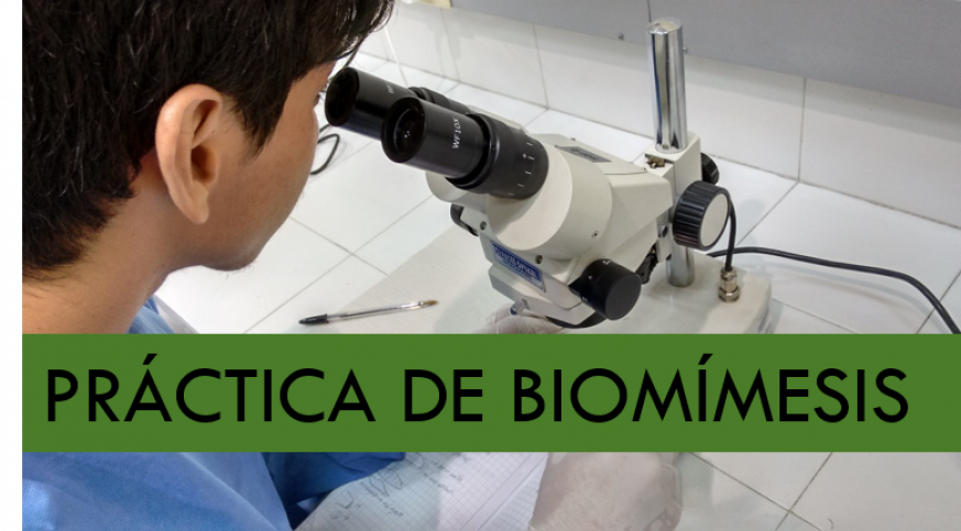 PRACTICA DE BIOMIMESIS