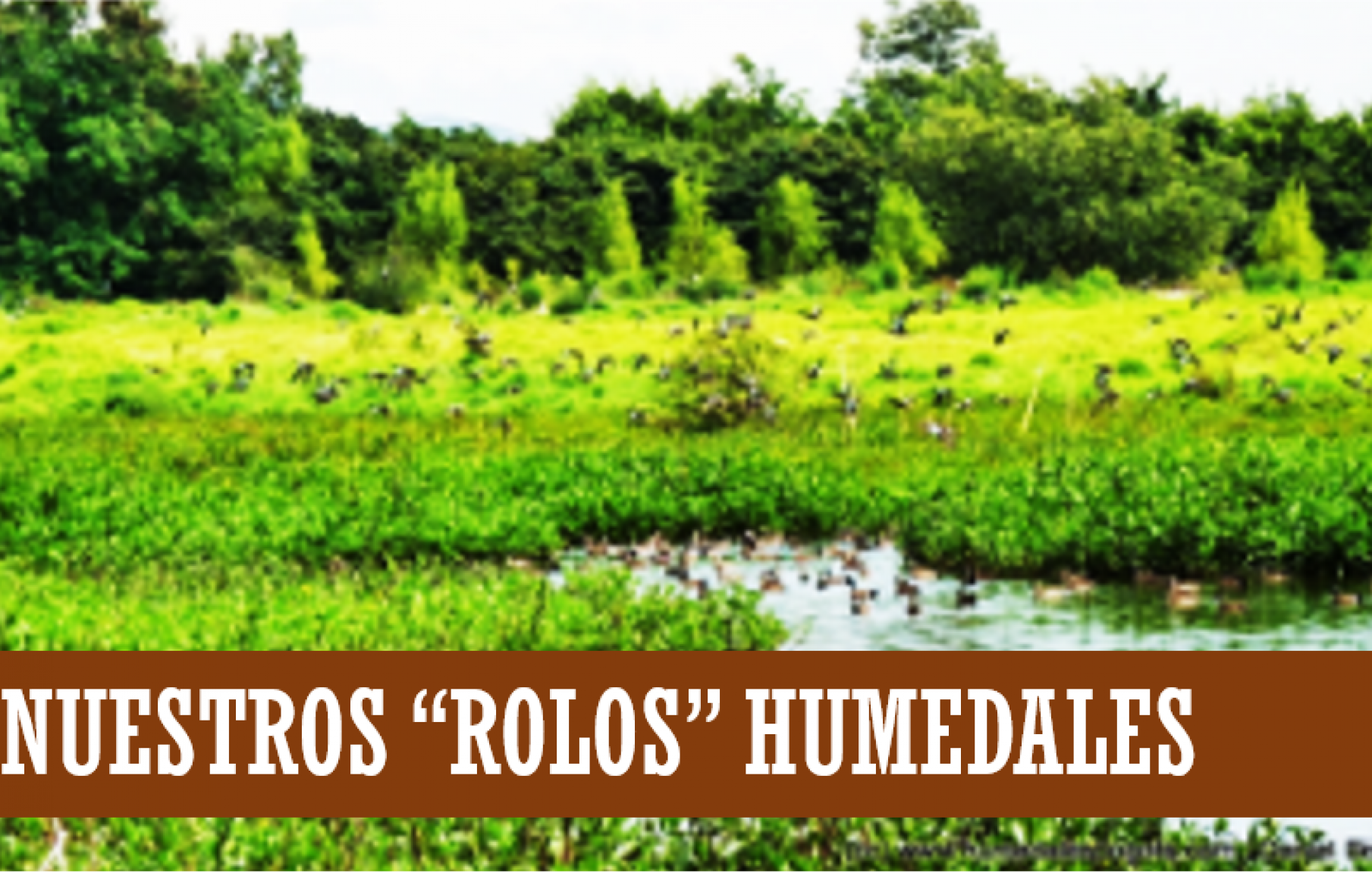ROLOS HUMEDALES