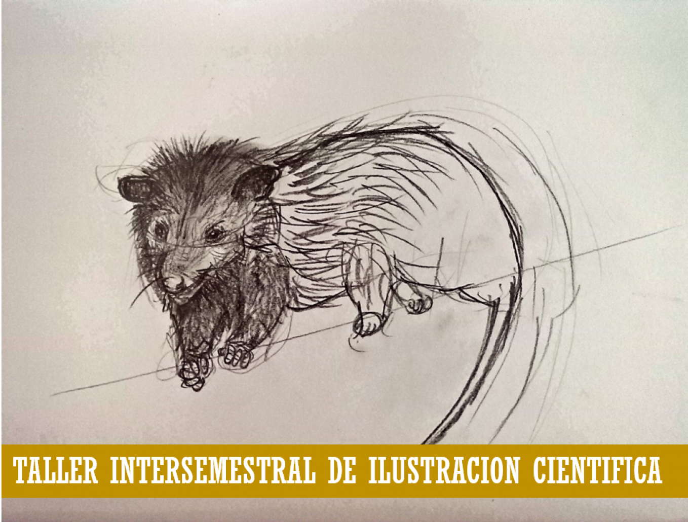 TALLER ILUSTRACION