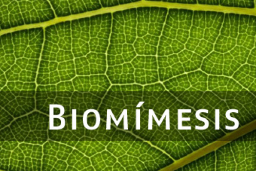 biomimesis